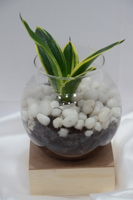 Snake Plant