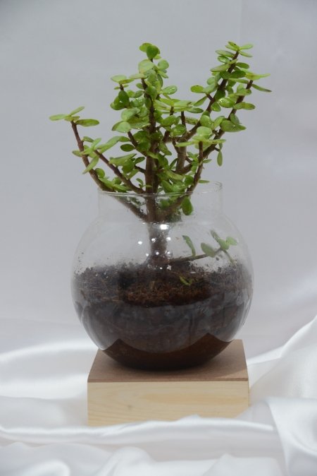 Jade Plant