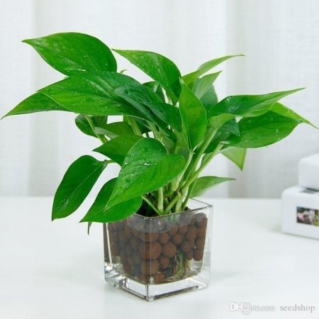 Money Plant glass...